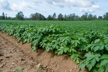 Fototapeta na wymiar Drills or rows of organic potatoes growing in a farmer's garden. There are trees growing in a wooden area in the background. The plants are tall, rich green with lots of leaves. The brown soil is dry