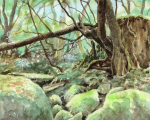 アナログ水彩画屋久島苔の森