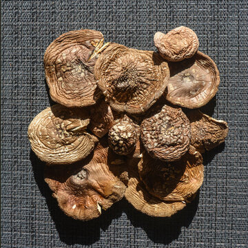 photo  of dried panther amanita