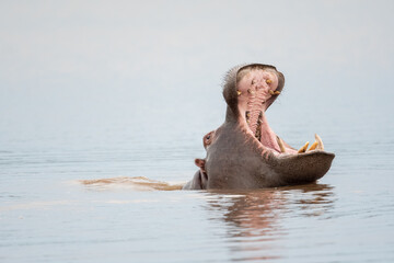 Hippo yawning in a lake
