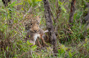 African Leopard with scrub hare