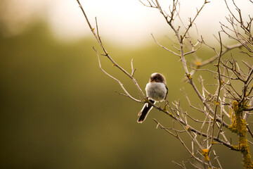 A juvenile long tailed tit bird perched on a branch in woodland
