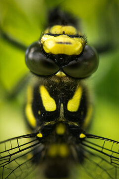 A close up of a dragonfly face