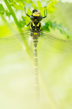 a yellow and black dragonfly resting on a green bush