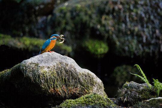 A kingfisher bird sat on a rock with a lamprey prey