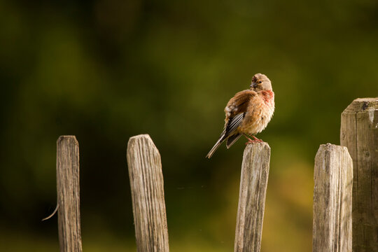 A linnet bird perched on a fence post