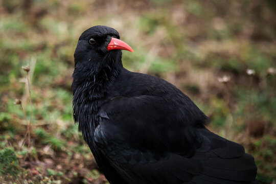 A chough bird feeding in a meadow