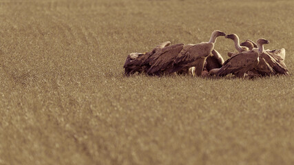 group of perched vultures eating around the remains of an animal on a field with yellow tones