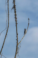 close up of white-breasted woodswallow bird hanging on tree isolated. Located in Indonesia