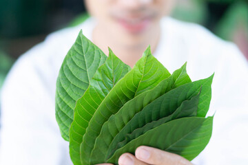 Mand holding Green Mitragyna speciosa Korth Leaves (Kratom) with happy face, Health Care and Midical Concept, Seclective focus