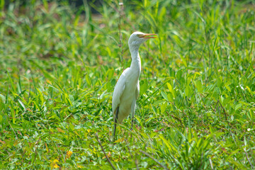 white asian egret walking on green grass field in the morning