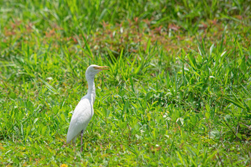 white asian egret walking on green grass field in the morning