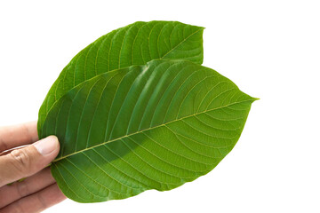 Hand holding Green Mitragyna speciosa Korth Leaves (Kratom) isolated on white background, Health Care and Midical Concept