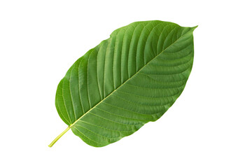 Green Mitragyna speciosa Korth Leaf  (Kratom) isolated on white background, Health Care and Midical Concept