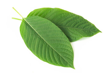 Green Mitragyna speciosa Korth Leaves (Kratom) isolated on white background, Health Care and Midical Concept