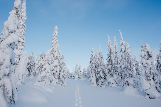 Fresh snowshoe tracks surrounded by snow covered evergreen trees