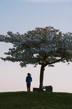Woman stands under cherry blossom tree in a park and takes in the view