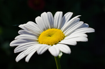 Daisy flower lit by the midsummer afternoon sun.
