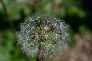 Dandelium seeds in full summer sun.