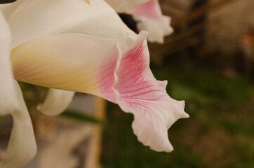 Detail of the lip of an orchid called Laelia purpurata (in Latin).