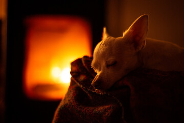 Cute small white dog sleeps on blanket in front of warm fire-place