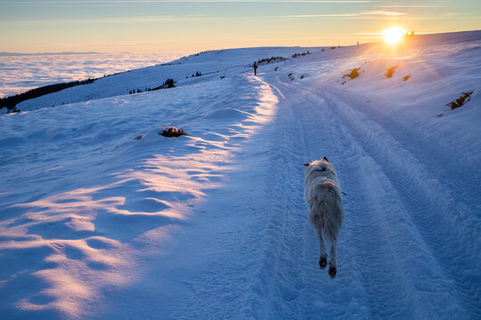 white dog running in beautiful winter landscape at sunset