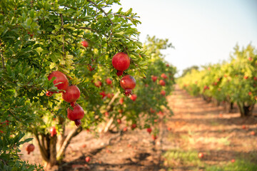 pomegranate on the tree. Rosh Hashanah symbol