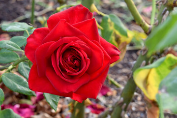 Red Platinum Rose Mandala 01