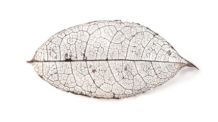 Skeleton leaf isolated on white. A Naturally created skeletoned leaf (found in nature) isolated on white.