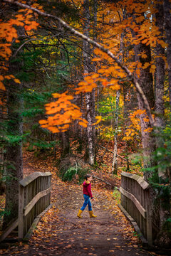 boy walking on dirt trail in the woods in a park during autumn
