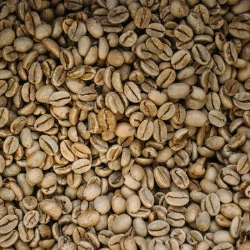 Close-up of raw coffee beans