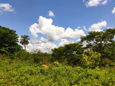 tree in the sky