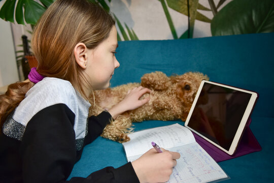 The dog distracts the girl from the distance learning lessons