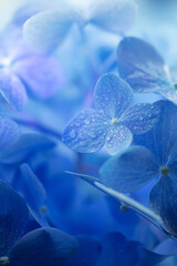 Beautiful blue. Blue Hydrangea (Hydrangea macrophylla) or Hortensia flower with dew with incoming...