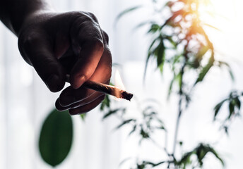Hand of young Man holding burning Marijuana Joint against Cannabis plant