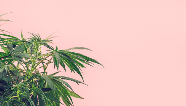 Cannabis plant, branches of marijuana against pink background