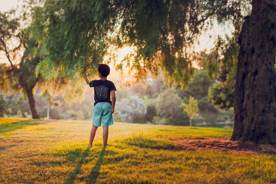 Boy touching a branch of a back lit pepper trees in the afternoon.