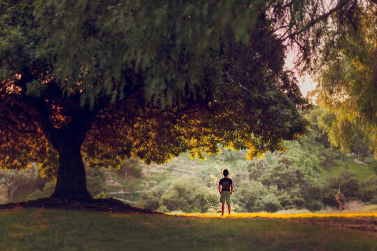 Boy standing under a big back lit pepper trees in the afternoon.