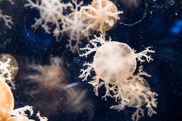 captivated jellyfish sucking algae  from a glass at aquarium