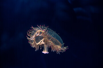 illuminated flower hat jellyfish floating in aquarium