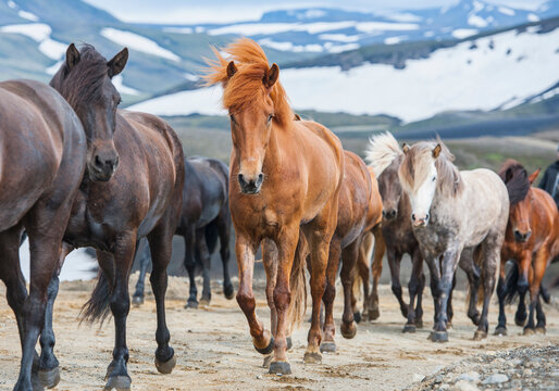 Icelandic horses on the Icelandic highlands