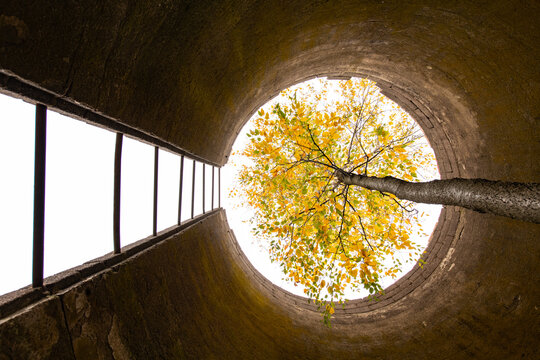 A Tree Grows Up Through a Tall Abandoned Silo