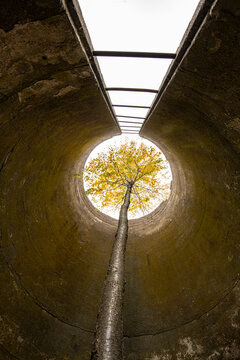 A Tree Grows Up Through a Tall Abandoned Silo