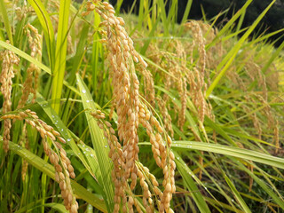 Close up to korea rice seeds in ear of paddy