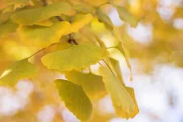 Obraz premium Beautiful leaves of yellow ginkgo trees in autumn,closeup