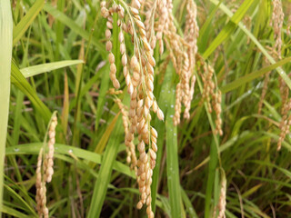 Close up to korea rice seeds in ear of paddy