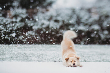 Cute dog in downward dog pose in snow