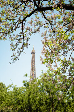 Eiffel tower seen through branches