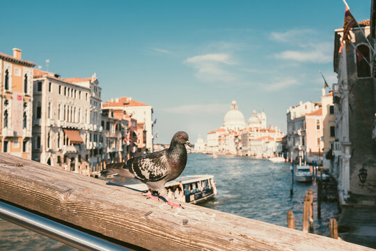 Pidgin on a rail by Grand Canal, Venice