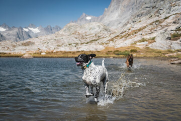 Dogs running in lake by mountain